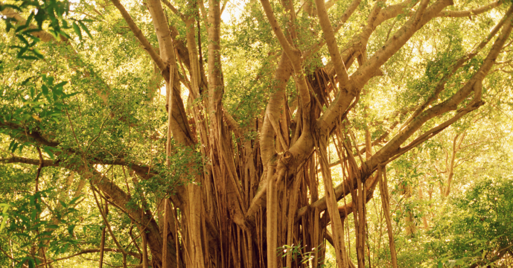 Banyan Tree Park
