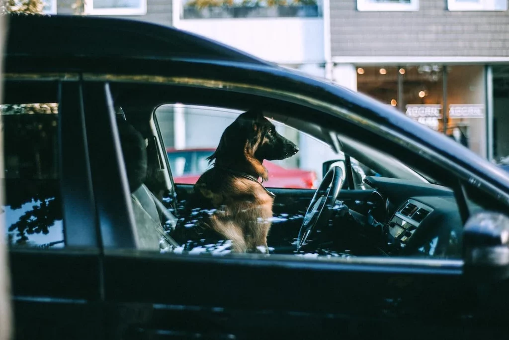 https://www.pexels.com/photo/dog-sitting-in-car-on-city-street-4916680/