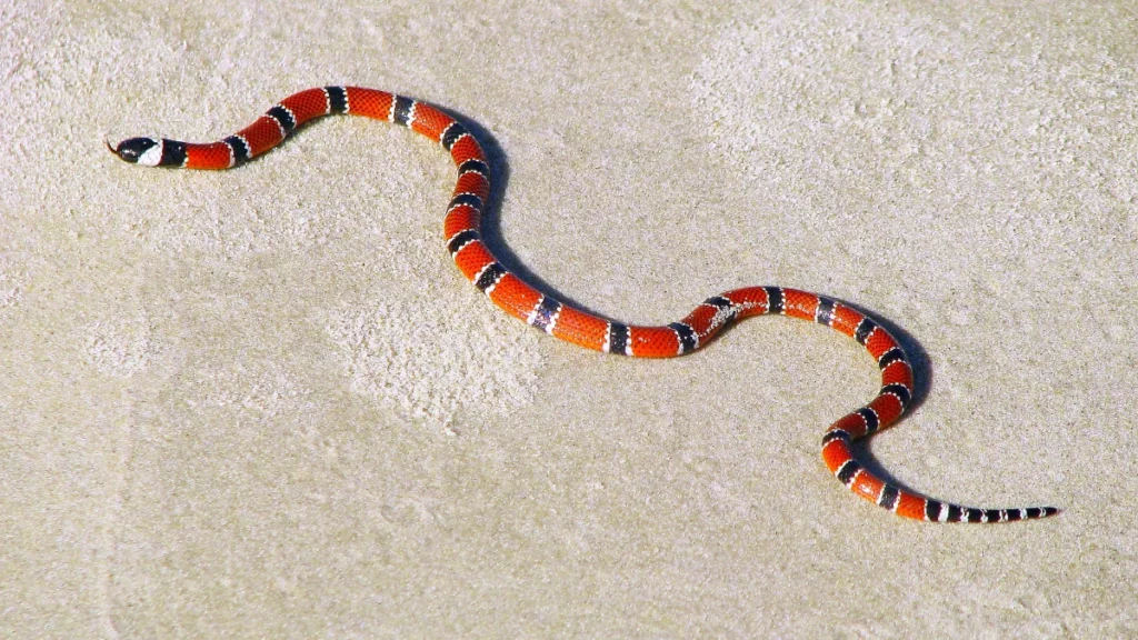 Snakes in Kauai