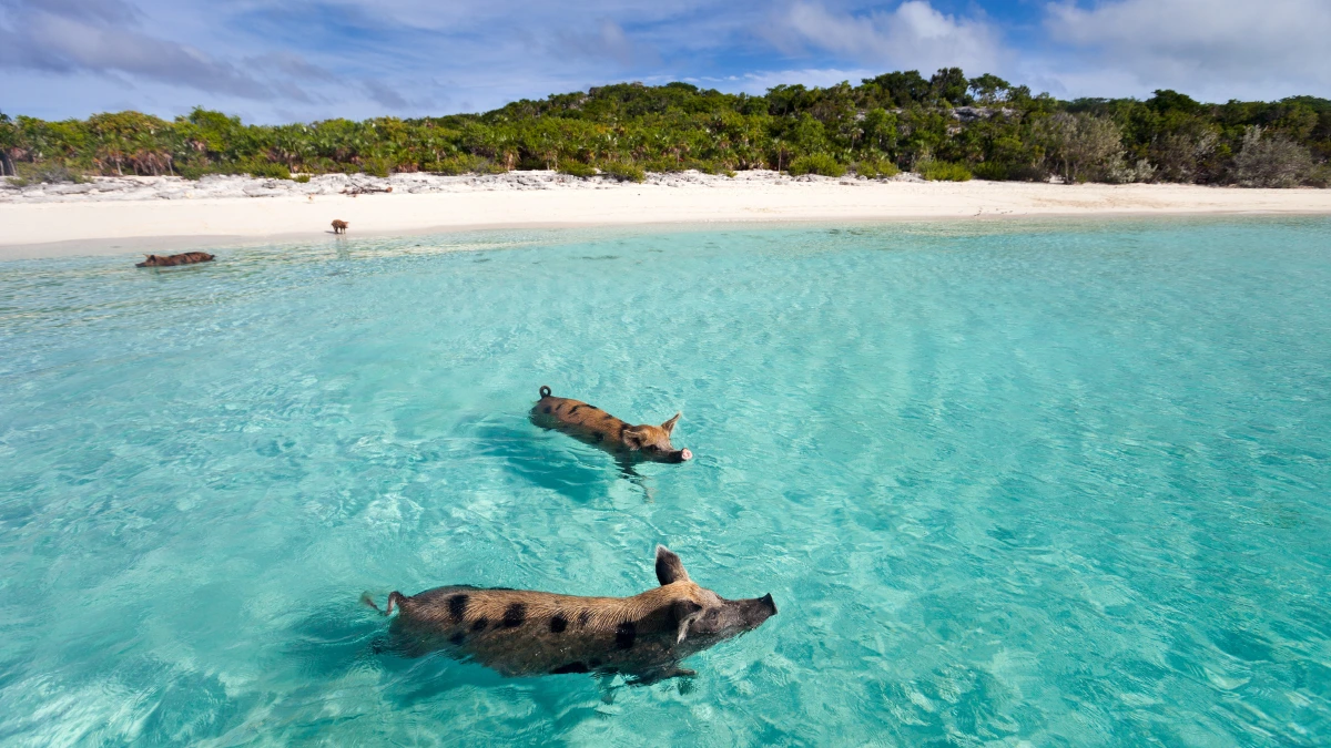 Swimming with Pigs Bahamas