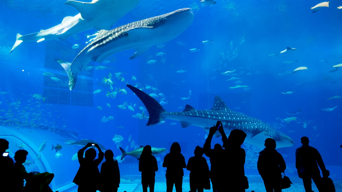 Biggest Aquarium in the US
